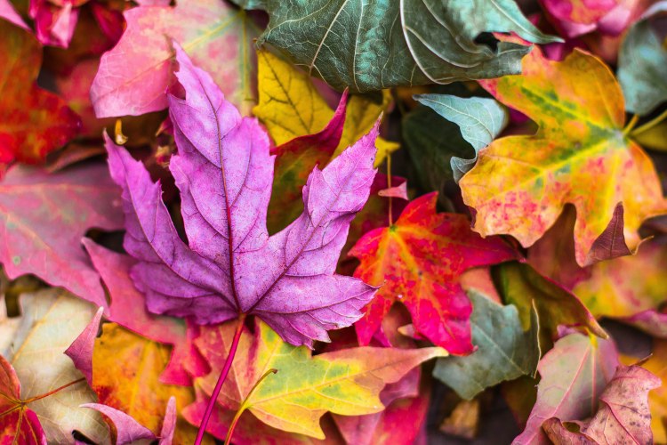 What Kind of Autumn Leaf Are You?