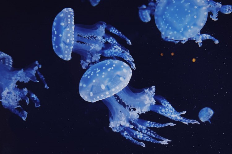 What Kind Of Jellyfish Are You?