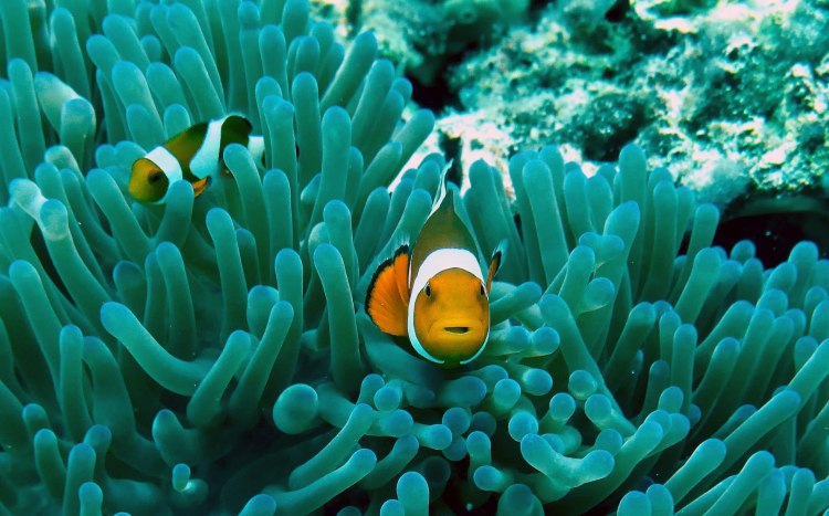 What Sea Creature Are You from "Finding Nemo"?