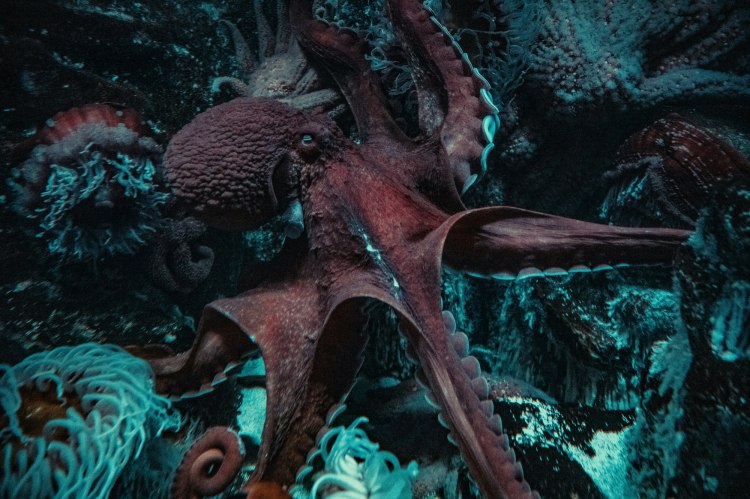 If You Were an Octopus, What Would Be Your Best Type of Communication?